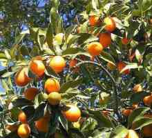 Полезни свойства на кумкуат: универсален плод