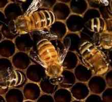 Полезни свойства на пчеларската пчела