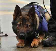 Полицейски кучета: породи, тренировки, развъдници на служебни кучета на Министерството на…