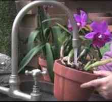 Поливането на орхидеи у дома: основното нещо е да не прекалявате