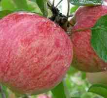 Карирана канела - ябълка от легендарния руски сорт