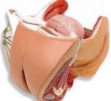 Сексуални органи на жената: анатомия на основните компоненти