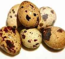 Ползи и вреди от пъдпъдъчи яйца