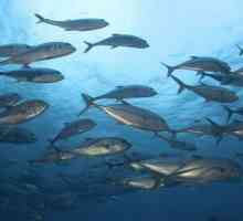 Ползи и вреди на рибата тон. Ползите от консервирана риба тон