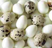 Използването на пъдпъдъчи яйца и всичко за тях