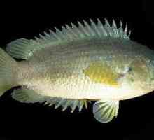 Плъзгачът е риба, принадлежаща към формата на лабиринт