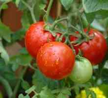 Дали доматното дърво е мит или реалност?