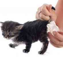 Диария с кръв в котката: причини и лечение