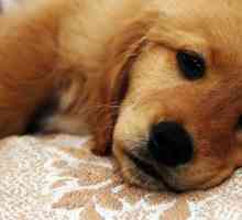 Диария на кучетата: причини, лечение вкъщи