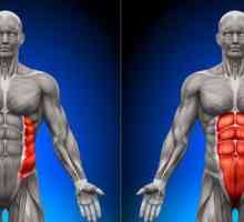 Напречен коремен мускул и други коремни мускули