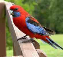 Папа Розела е невероятно красива птица