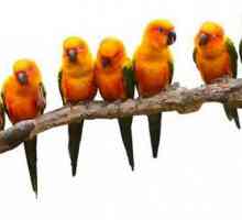 Parrot solar arathing: снимки и отзиви