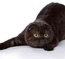 Популярна порода котки: британски блудкави