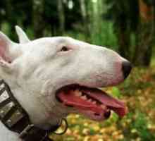 Breed Bull Terrier: отзиви. Всички за и против