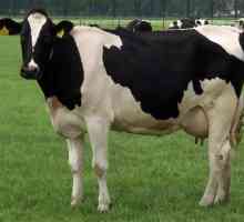 Породата крави Kholmogory: описание, характеристики, характеристики на съдържанието и разплод