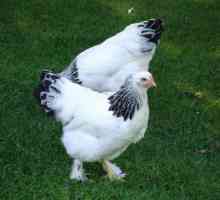 Порода на леките пилета: описание, характеристики, прегледи