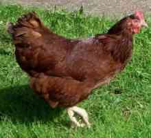 Родонит - пиле с висока яйцеклетка