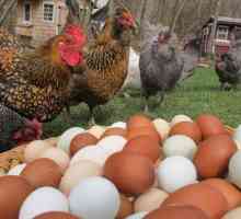 Самата порода яйце кокошка: какво се нарича?