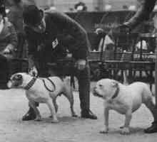 Порода кучета Американски булдог: описание и характеристики, кученца, цена, снимка