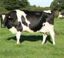 Породи крави: описание и характеристики. Млечна порода крави