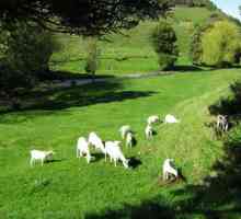 Кози от кози мляко: описание, снимка. Развъждане на кози