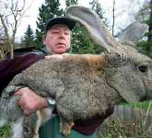 Породи на зайци с снимки и имена. Зайците са гиганти. Месни породи зайци