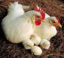 Породи кокошки носачки: снимки, имена и описание