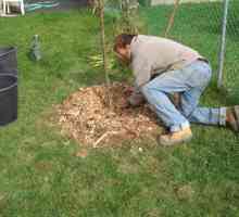 Засаждането на круша през есента се случва в предварително подготвена яма