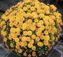 Засаждане на хризантема през есента: съвети на професионалистите