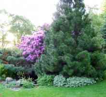 Засаждане на иглолистни дървета през пролетта: препоръки