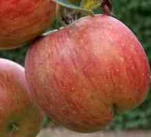 Засаждане на ябълкови дървета през есента: съвети за градинари