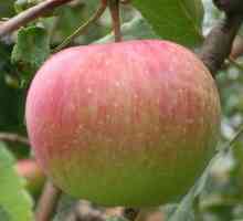 Засаждане на ябълкови дървета през есента в предградията. Джуджета ябълкови дървета за района на…
