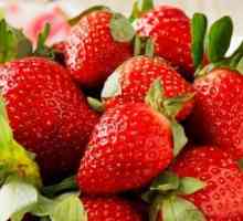 Засаждане на ягоди на агрофибър - нова технология за постигане на висока доходност