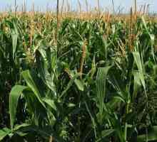 Засаждане на царевица със семена и разсад