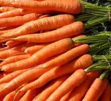 Засаждане на моркови в Урал - термини. Моркови: отглеждане в Урал