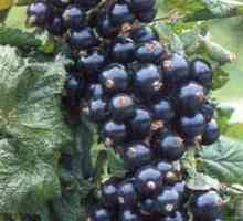 Засаждане на есенни френско грозде - необходимо събитие за богата реколта през лятото