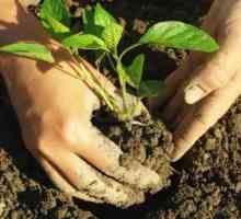 Засаждане на пипер в почвата: какво трябва да знаете?
