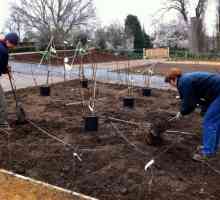 Засаждане на овощни дървета през пролетта от лунния календар