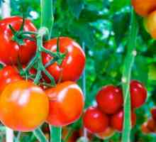 Засаждане на домати на открито и оранжерия. Съвети за камионите