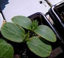 Засаждане на растения от семейството на тиква: как да се разграничат разсад на тиквички от…