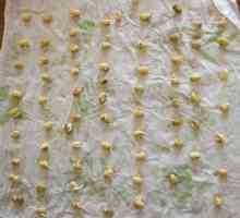 Засаждане на семена в тоалетна хартия. Условия за покълване на семена