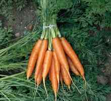 Морков сеитба през зимата: основни правила