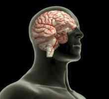 Повърхността на церебралното полукълбо се формира от какво? Структура на мозъка