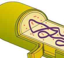 Клетъчно повърхностно устройство: Структура и функции