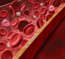 Повишен протеин в кръвта: причини. Биохимичен кръвен тест. Общ протеин
