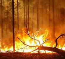 Пожари в Транс-Байкал Територия. Причини за бедствието