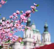 Прага през май: времето и отзиви на туристите. Какво да видим в Прага през май?