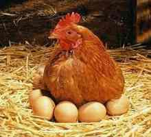 Правилното хранене на кокошки носачки е гаранция за добра производителност!