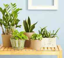 Правилната грижа у дома за стайни растения