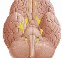 Кохлеарният нерв - описание, структура и анатомия